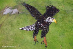 eagle aerial art 350 earth sensibilisation-prevention.fr